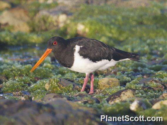 Image of oystercatchers