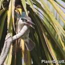 Image of Sacred Kingfisher