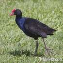 Image of Australasian Swamphen