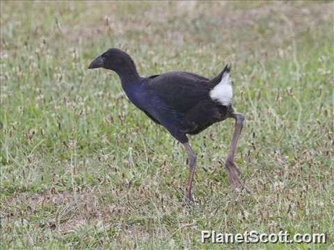 Image of Swamphen