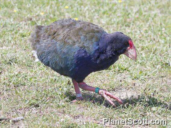 Image of Swamphen