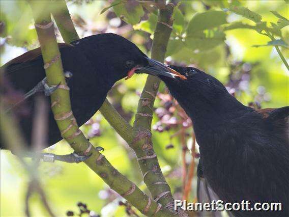 Philesturnus Geoffroy Saint-Hilaire & I 1832 resmi