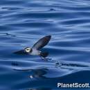 Image of White-faced Storm Petrel