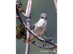 Image of Typical warblers