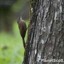 Image of Cocoa Woodcreeper