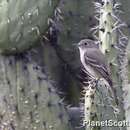 Image of American Grey Flycatcher