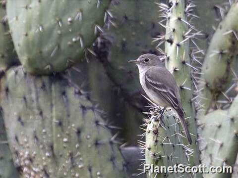 Image of Empidonax Cabanis 1855