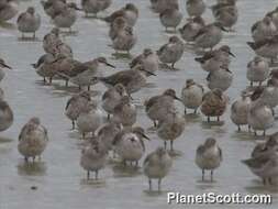 Image of Calidris Merrem 1804