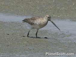 Image of Limosa Brisson 1760