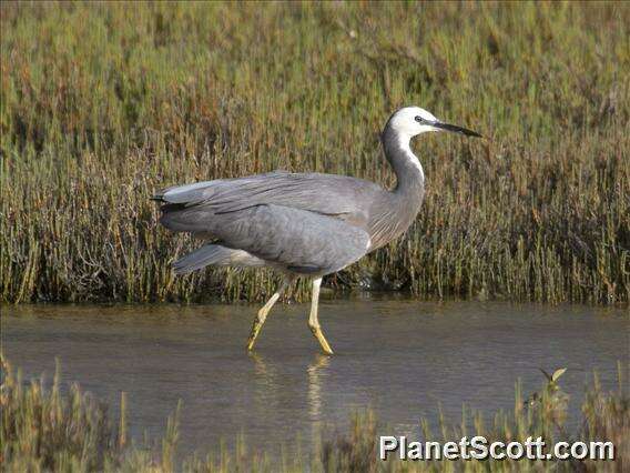 Image of Egretta Forster & T 1817