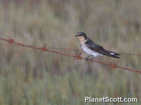 Imagem de Hirundo Linnaeus 1758