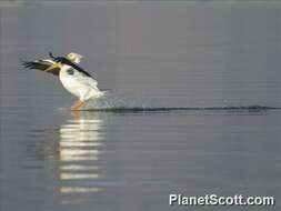 Image of pelicans