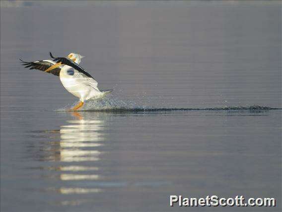 Image of pelicans