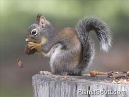Image of Squirrels
