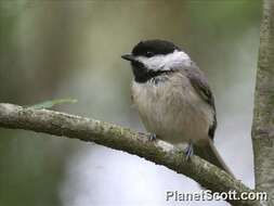 Image of Chickadee