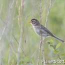 Image of Clay-colored Sparrow