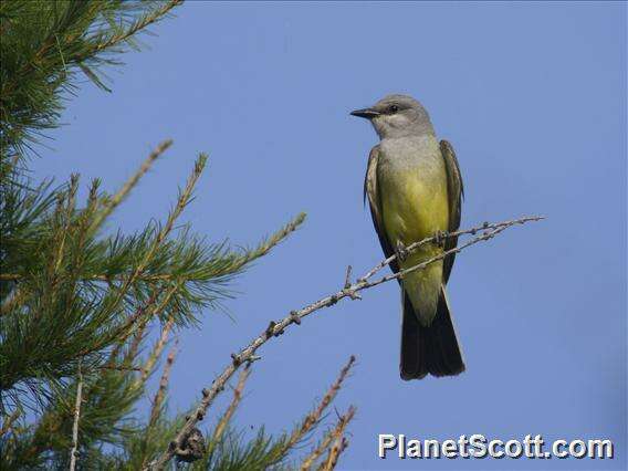 Image of Kingbird