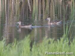 Image of Blue-winged teal