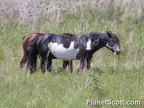 Image of Asses and Zebras