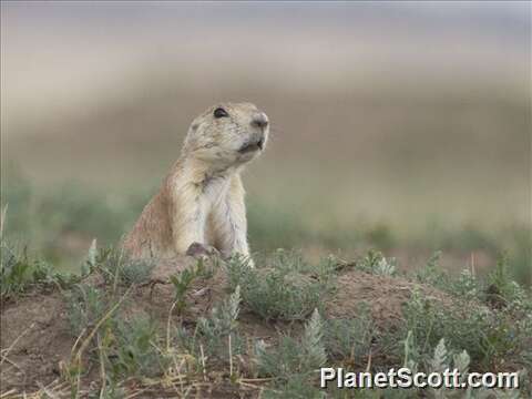 Image of prairie dogs