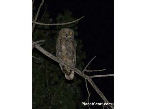 Image of Eagle-owls