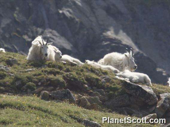 Image of mountain goat