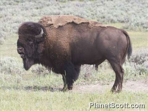 Image de Bison C. H. Smith 1827