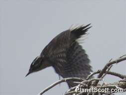 Image of pied woodpeckers