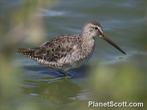 Image of Dowitcher