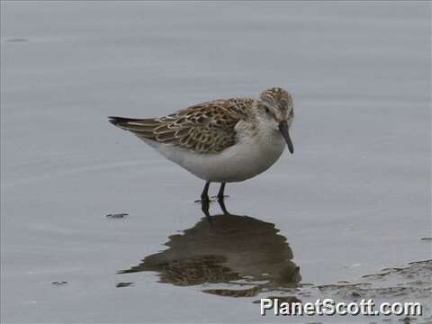 Image of Calidris Merrem 1804