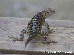 Image of Duges' Spiny Lizard