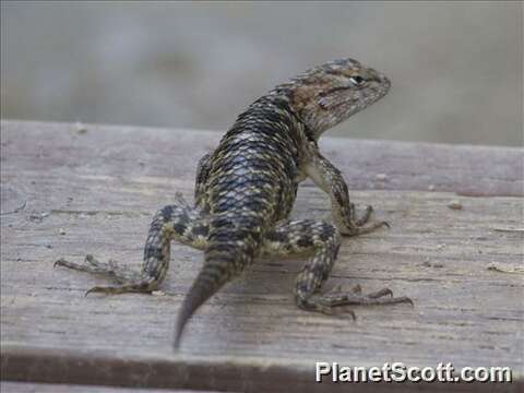 Image of Duges' Spiny Lizard