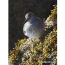 Image of Surfbird