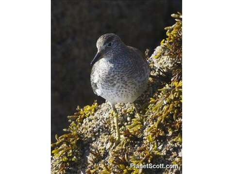 Image of Surfbird