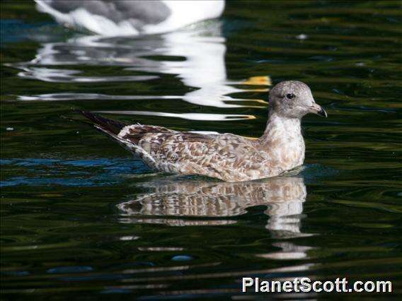 Imagem de Larus Linnaeus 1758