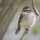 Image of White-browed Robin