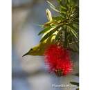 Image of Yellow Honeyeater