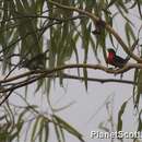 Image of Mistletoebird