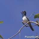 Image of Leaden Flycatcher