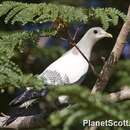 Image of Torresian Imperial-Pigeon