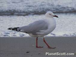 Image of Hooded gulls