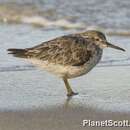 Слика од Calidris tenuirostris (Horsfield 1821)