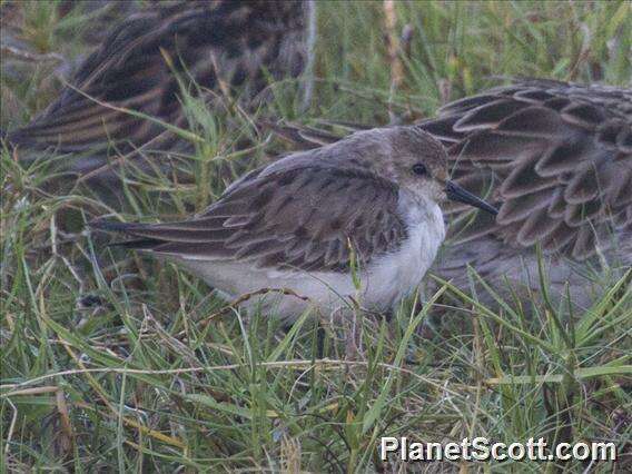 Image of Calidris Merrem 1804