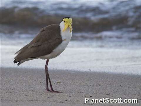 Image of Lapwing