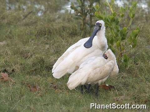 Image of Platalea Linnaeus 1758