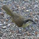 Plancia ëd Gavicalis versicolor (Gould 1843)