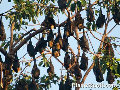 Image of Flying foxes