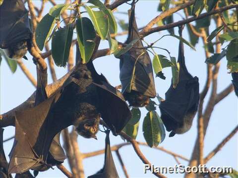 Image of Flying foxes