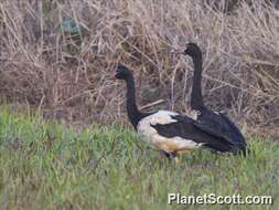 Image of magpie-goose