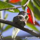 Image of Little Bronze Cuckoo